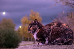 猫狗窝选购指南，网购达人的实用建议